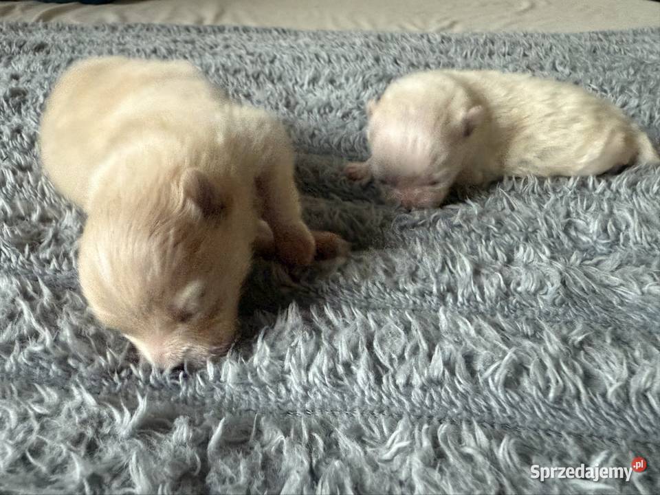 Szpic miniaturowy pomeranian Gliwice