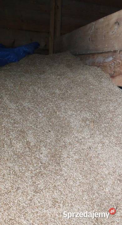 Żyto na sprzedaż zbiór 2025 Ostrów Lubelski