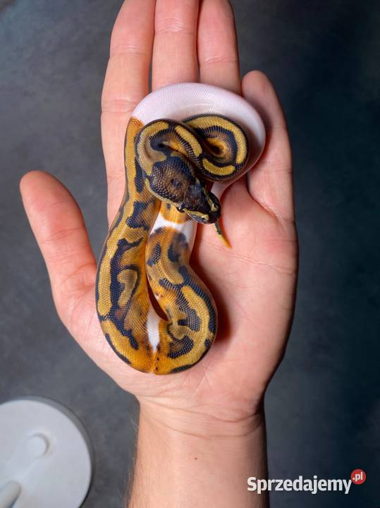 Pyton królewski samica 3 miesiące Geny pied sprzedam