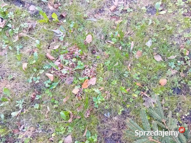 sprzedaży działki 1300m2 Owczarnia mazowieckie sprzedam