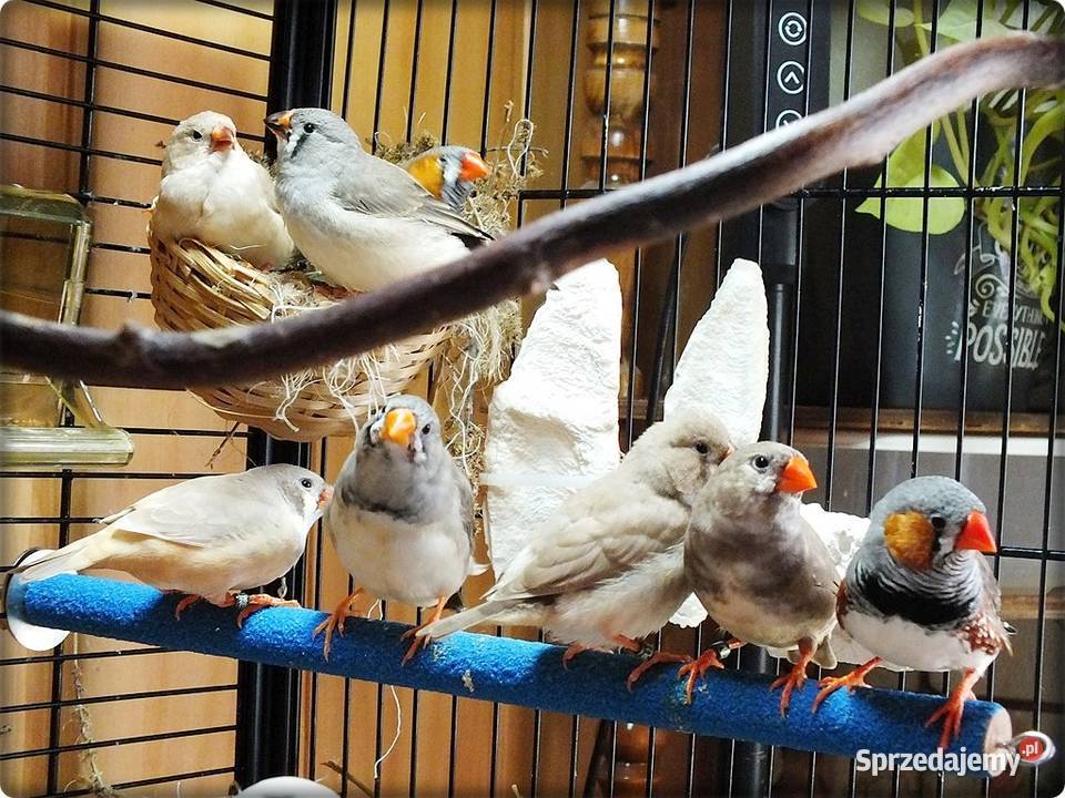 Ptaszki Żeberki samce i samiczki 2526 Ptaki lubuskie