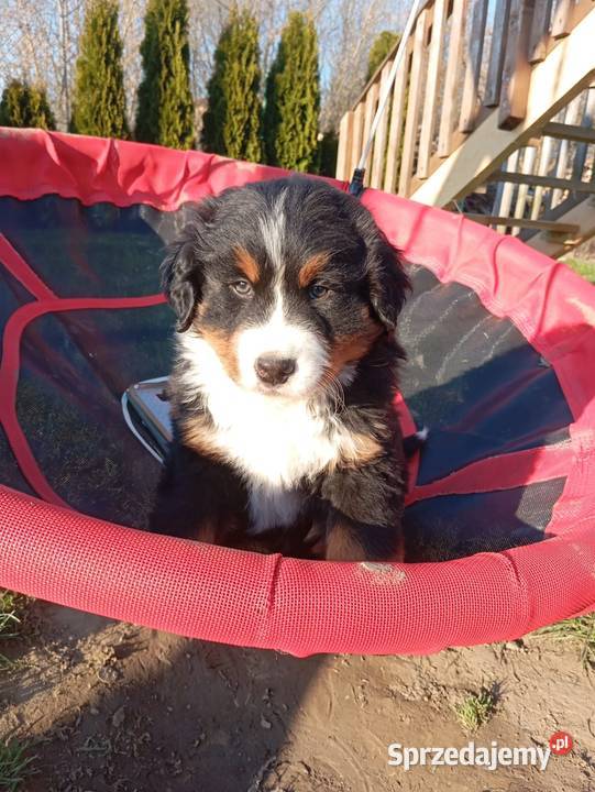 Berneński Pies Pasterski lubelskie sprzedam