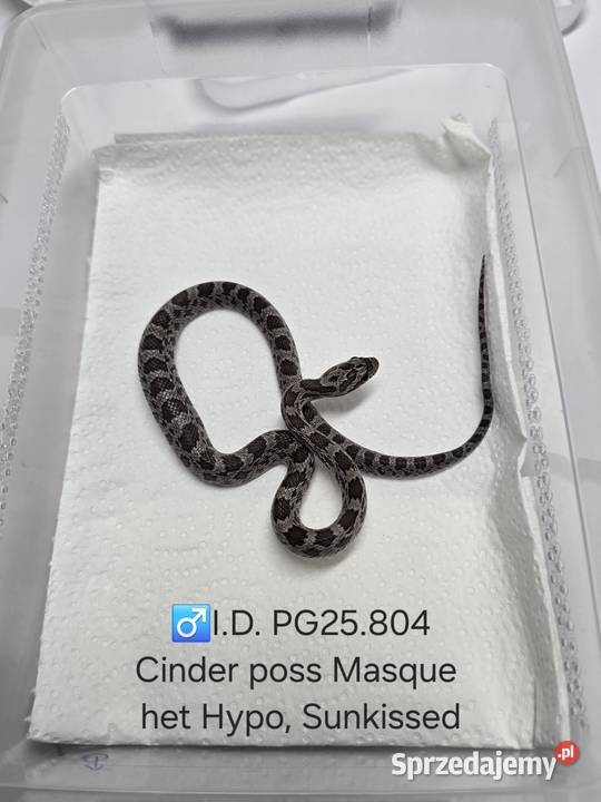 Wąż zbożowy samce i samice Zawiercie