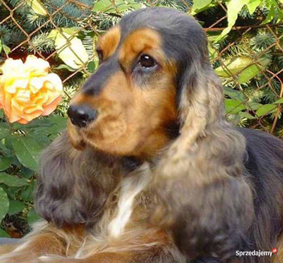 Cocker Spaniel Angielski Kluczbork
