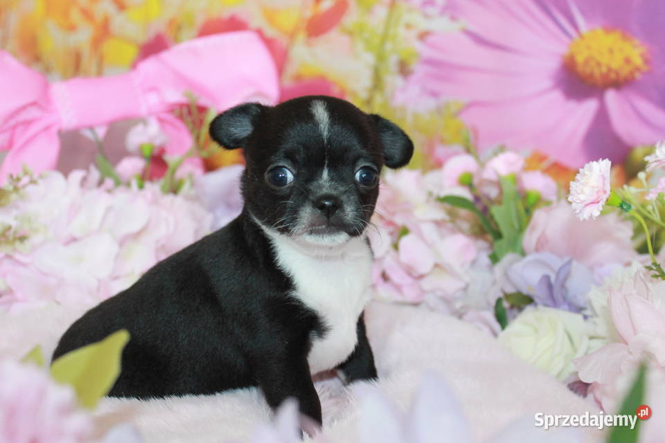 Chihuahua suczka ZKwP FCI zachodniopomorskie Świnoujście