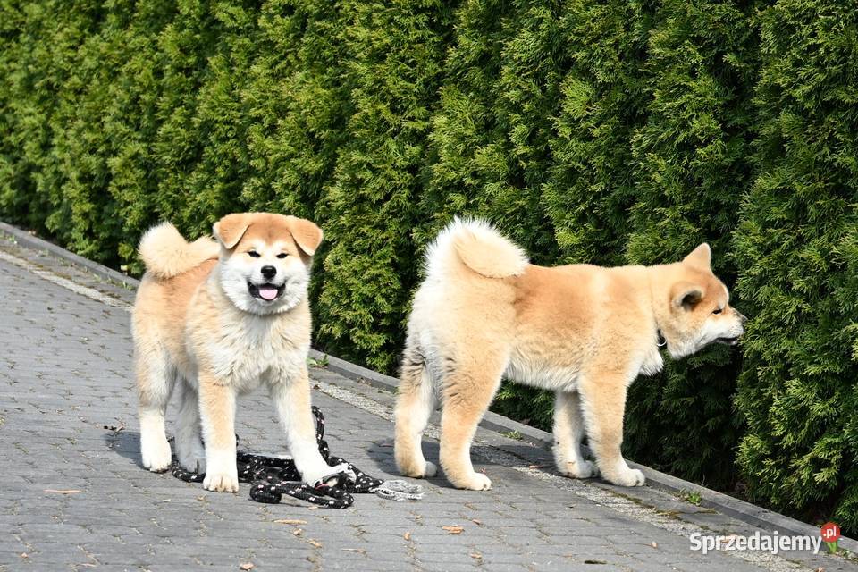 Akita inu akita japońska samiec Championie Częstochowa sprzedam