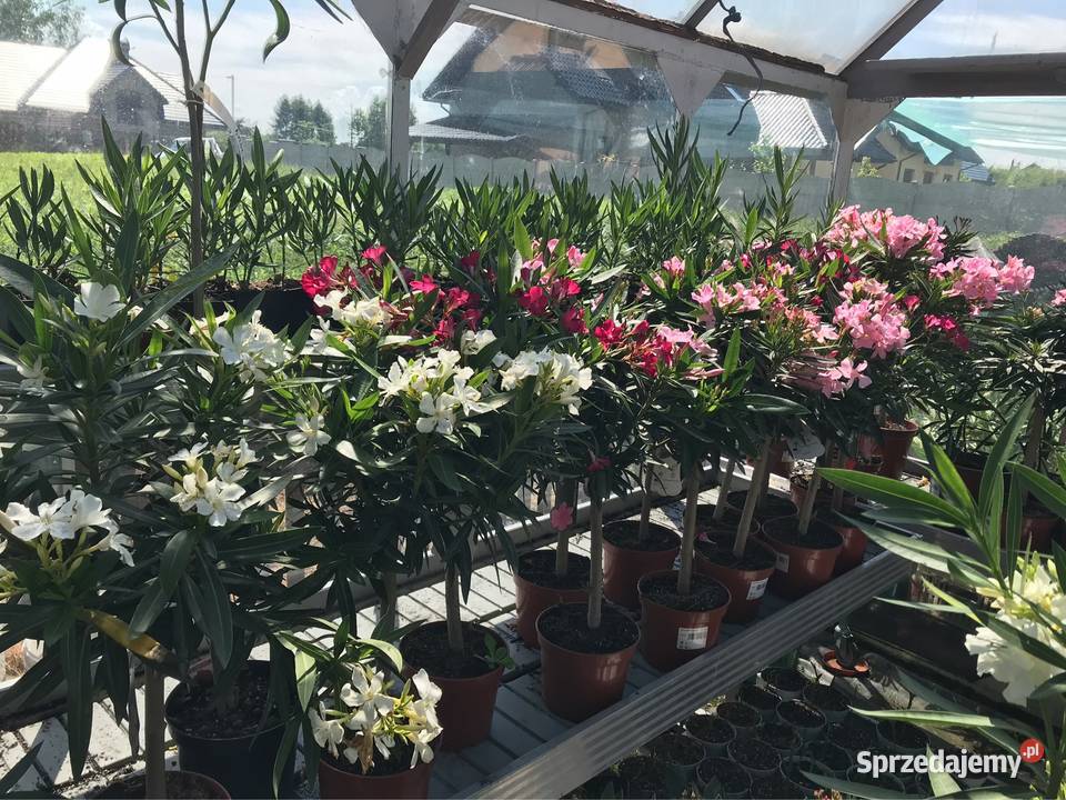 Oleander na pniu kwitnące Brzeźnica