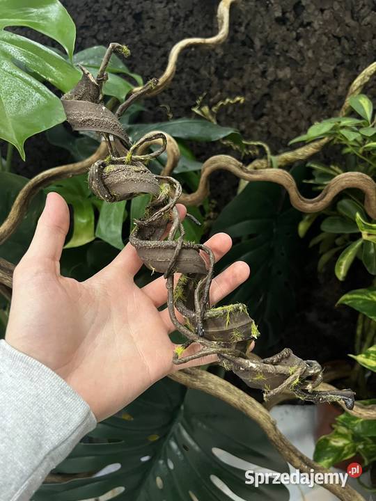 Terrarium z siatki 100x50x100 kameleona DUŻE Terrarystyka Sopot