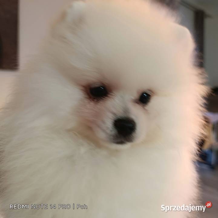 Szpic miniaturowy Pomeranian