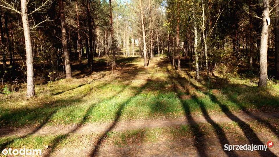 Sprzedam 2 działki rekreacyjne w Borach Stara Kiszewa sprzedam