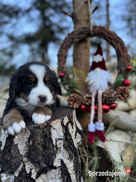 Śliczny miś berneński pies pasterski piesek