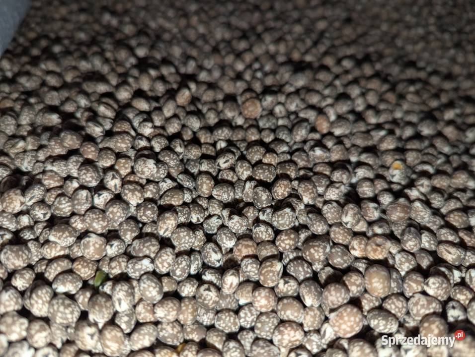 Łubin gorzki Karo nie pryskany do siewu Nowęcin sprzedam