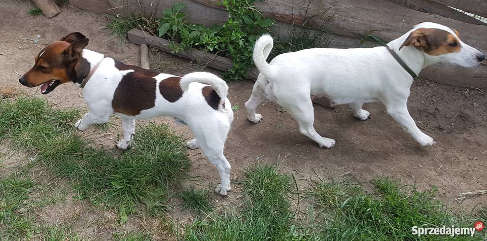 Szczeniaki Jack Russel Terrier Jack Russell Terrier Kolonia Wierzchowisko