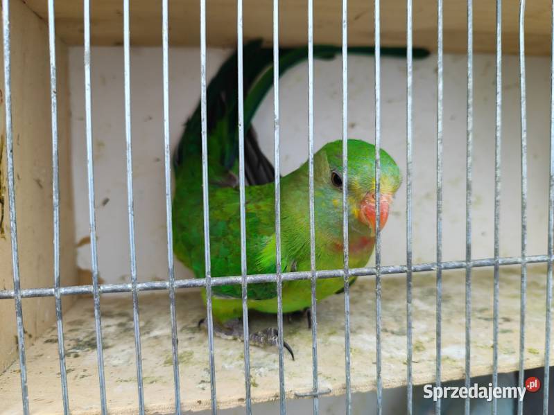 Papugi różne gatunki małopolskie Bochnia