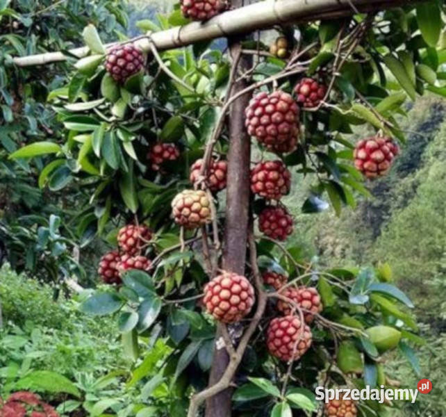 KADSURA COCCINEA Kadsura coccinea NASIONA 500 Nasiona Lubanie sprzedam