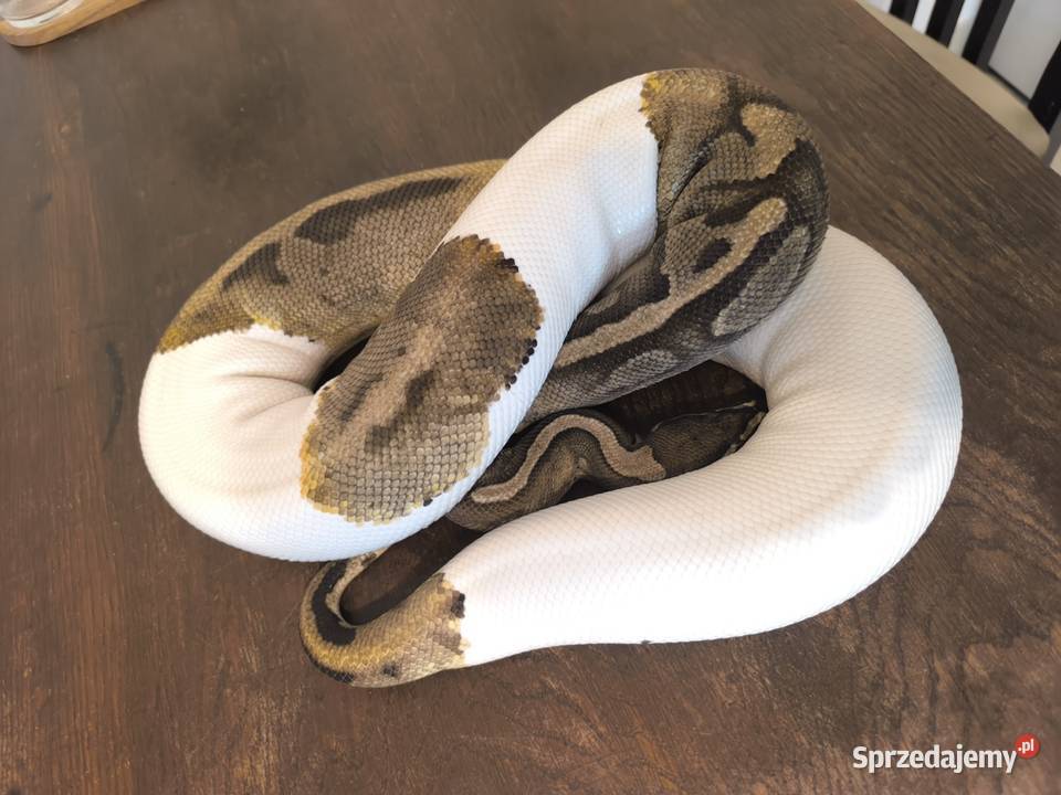 Pytam królewski samica pied Kiełcz