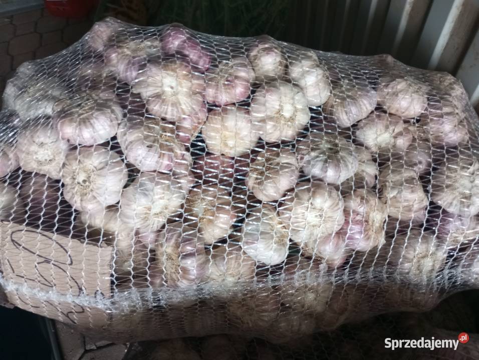 Sprzedam czosnek harnaś małopolskie Słomniki sprzedam