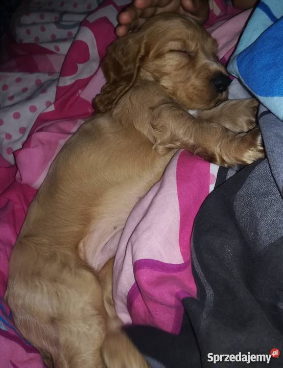 Śliczny szczeniak Cocker Spaniel