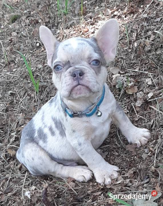 Buldog francuski pieski Pabianice