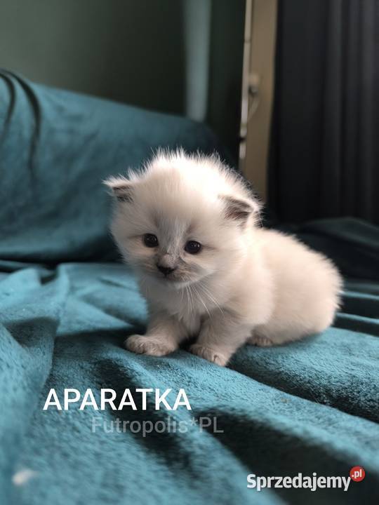 Syberyjskie kocięta Warszawa