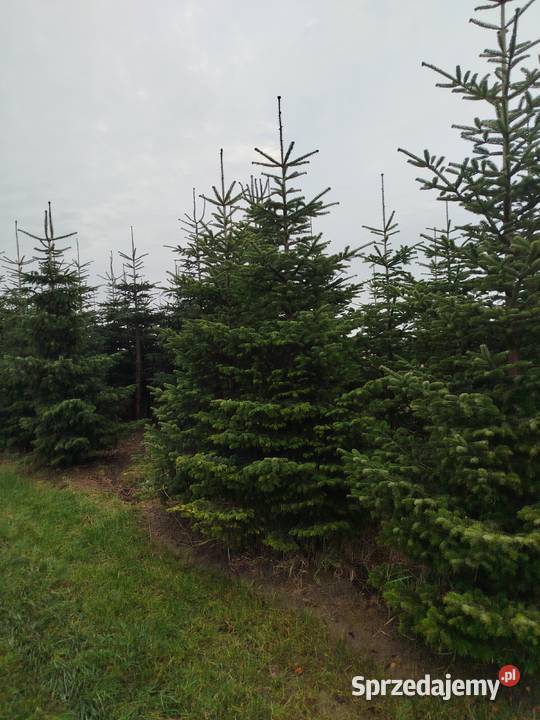 CHOINKI PIĘKNE JODŁY KAUKASKIE Z WŁASNEJ Wojszyce