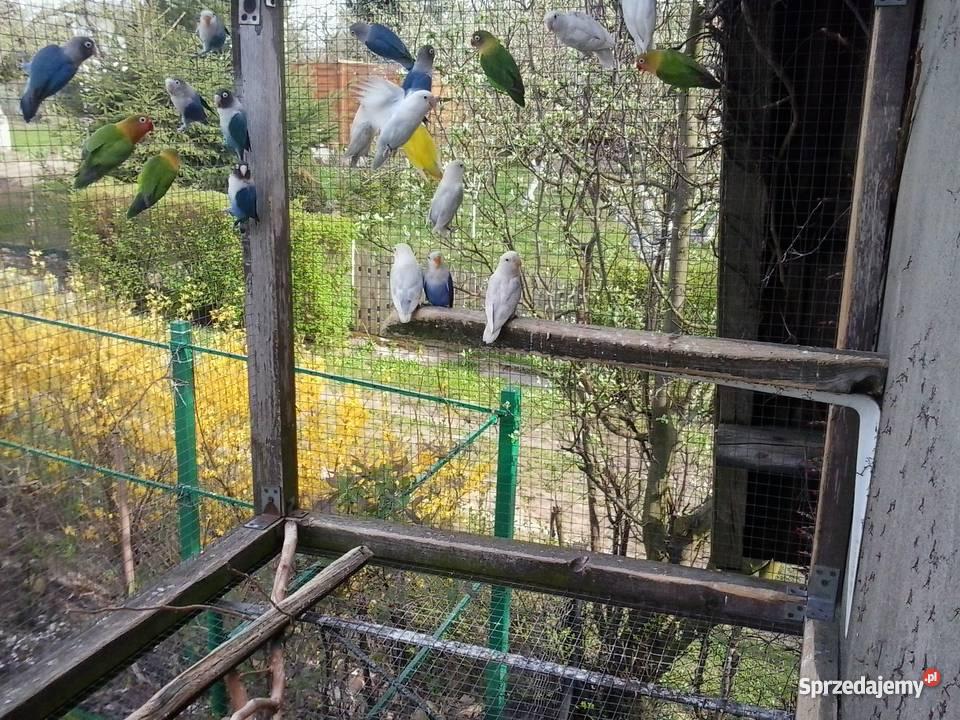 papugi nierozłączki fischera Gniezno