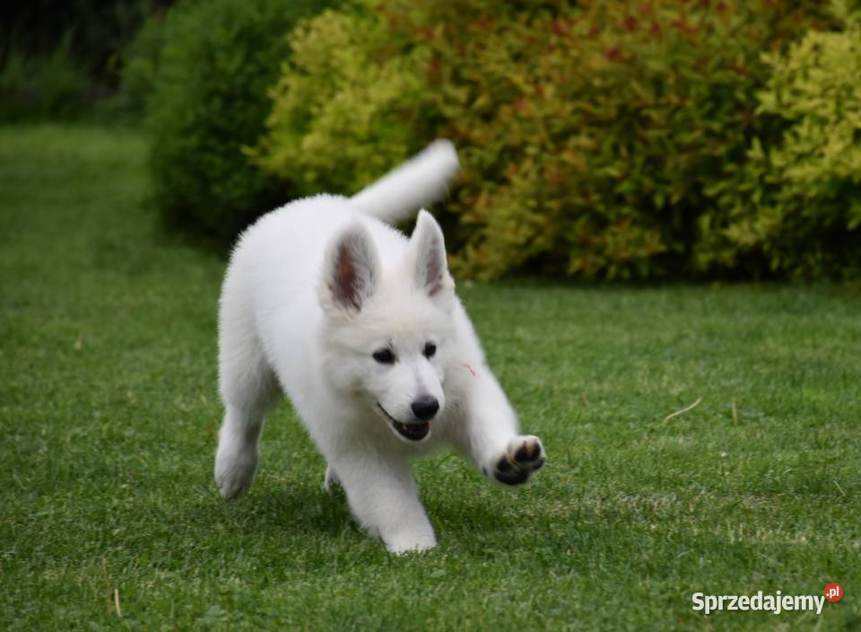 Biały Owczarek Szwajcarski Pozostałe Gliwice