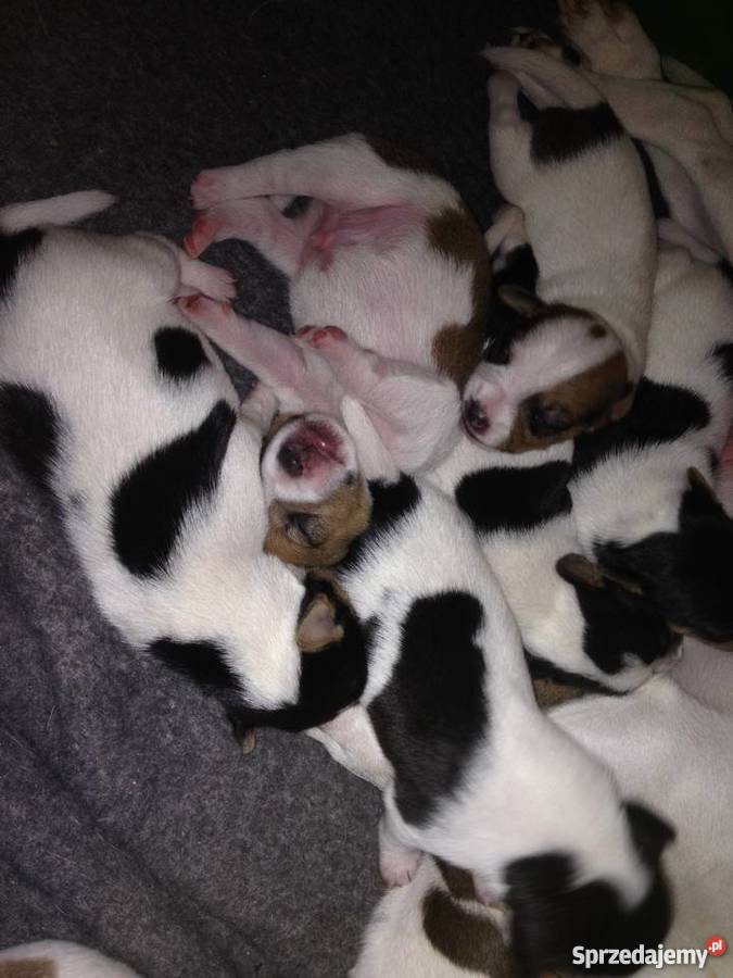 Jack Russell Terrier piękne szczeniaki Jack Russell Terrier Warszawa sprzedam