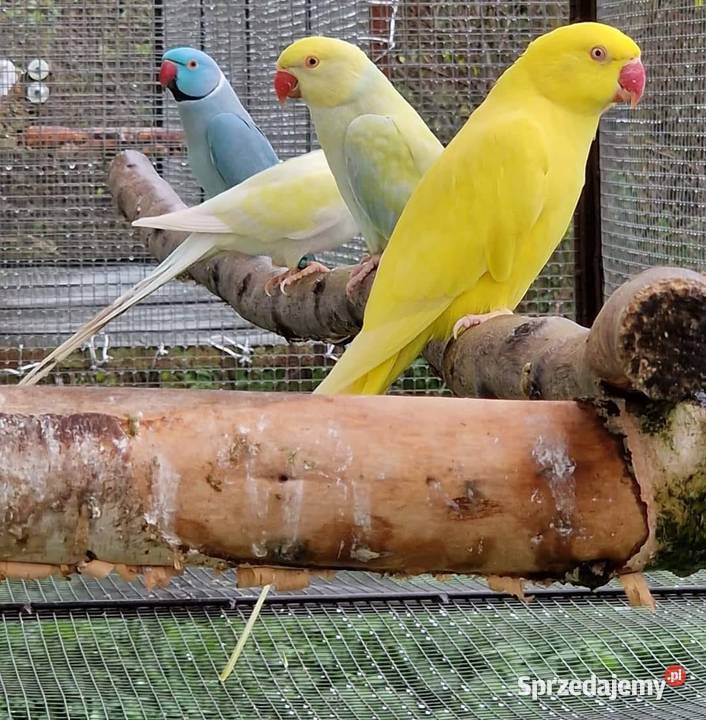 Aleksandretta obrożna łatwo się oswaja i można dolnośląskie Wrocław sprzedam