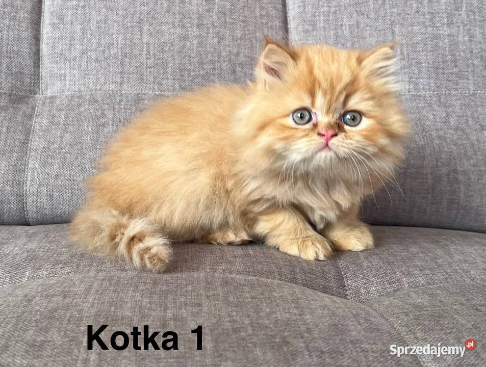 Rudobiszkoptowe kotki perskie Kalwaria Zebrzydowska sprzedam