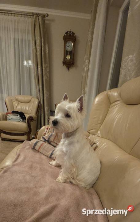 Suczka Wystawowa Championach West Highland white