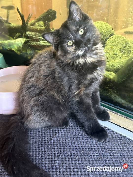 Koteczka Norweska Leśna Rybnik