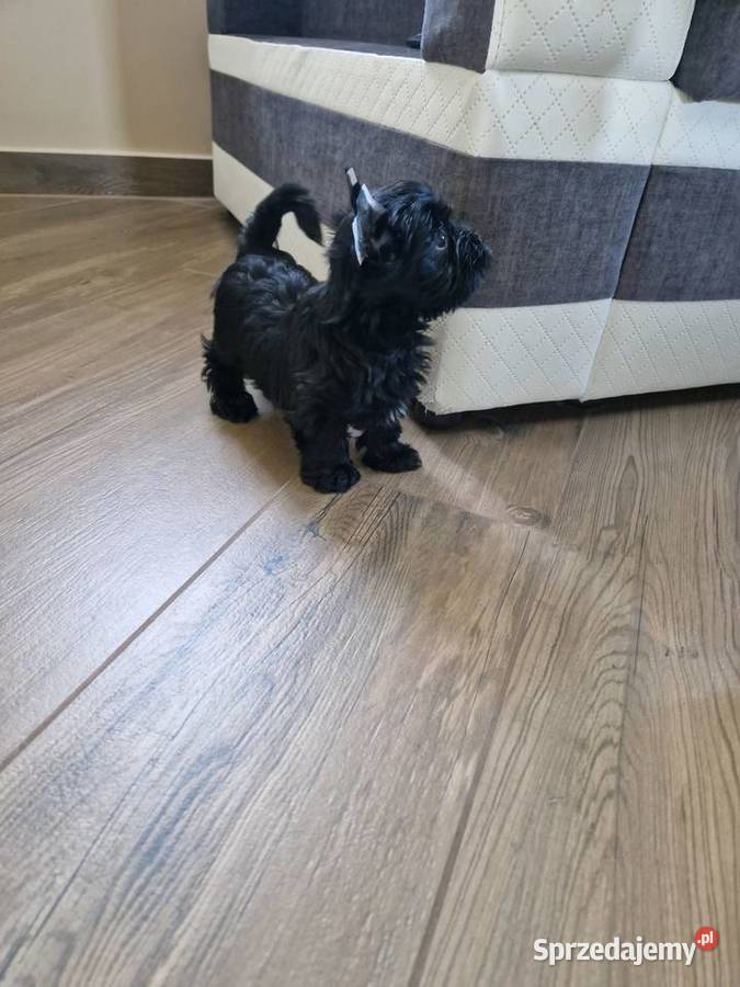Yorkshire Terrier Czarny Diabełek Niepołomice