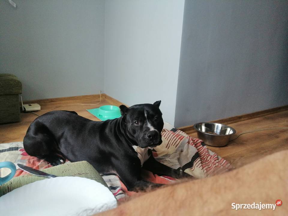 American Pitbull Terier Ciechanów sprzedam