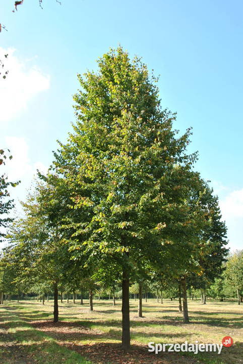 LIPA DROBNOLISTNA 1214 Rydzyny