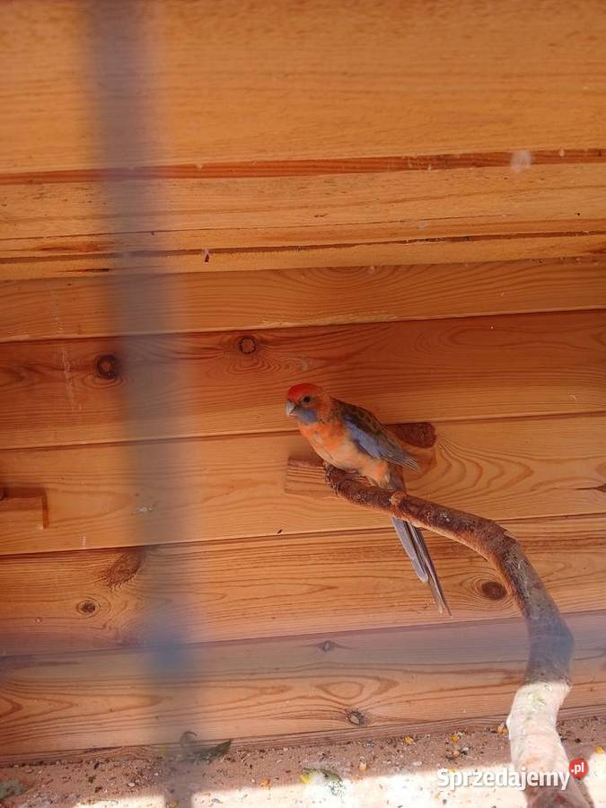 Woliera z papugami okazja Zwierzęta Zgórze