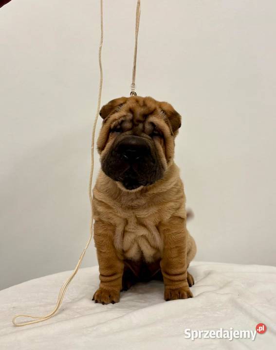 Szczenięta Shar Pei FCI Pozostałe Piotrków Kujawski