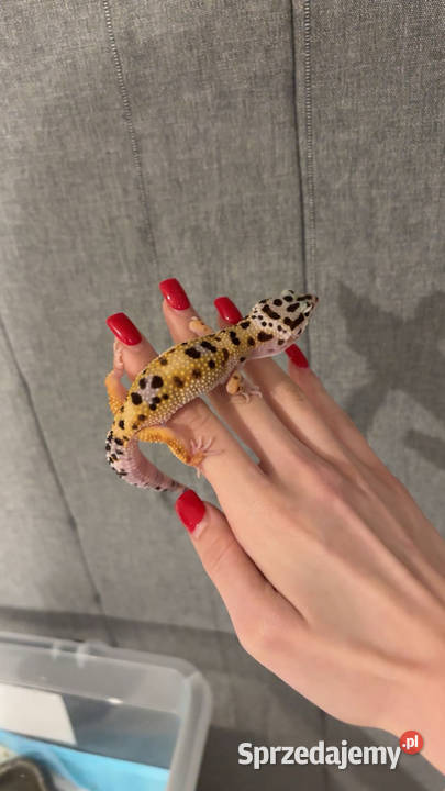 Gekony lamparcie Sulejówek