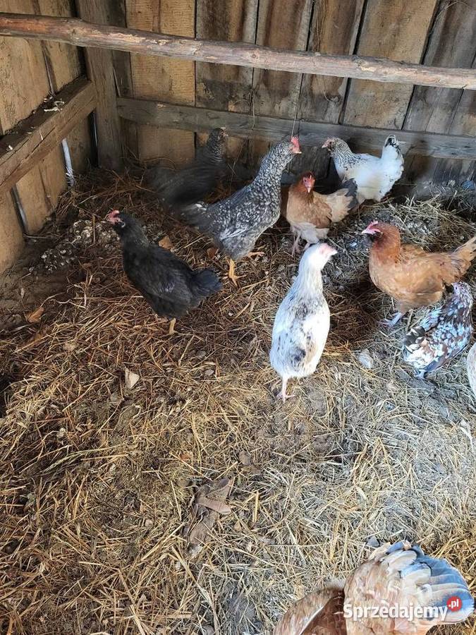 Kury zagrodowe koguty araukan Zrąbiec sprzedam