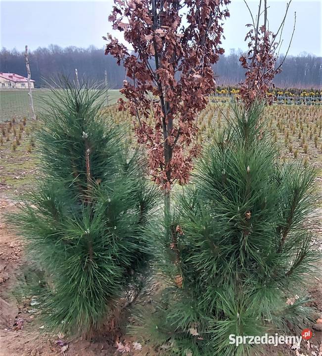 sosna czarna Green Rocket wysokość 150200 Skała