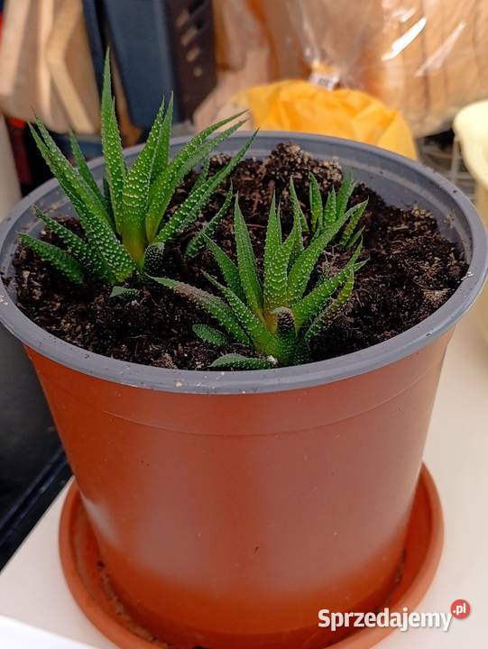 haworsja pasiasta sukulent do pilnej sprzedaży wielkopolskie Poznań sprzedam