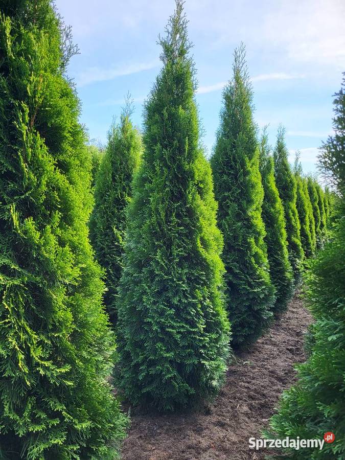 Tuja szmaragd 200220 sadzimy cała Polska Warszawa