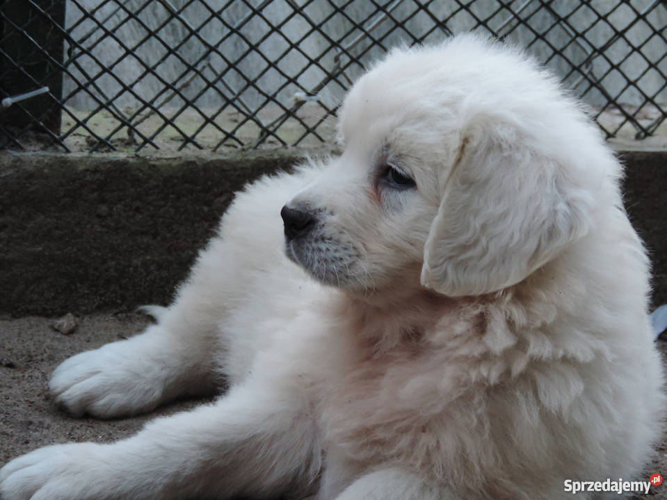 Owczarek podhalański owczarki podhalańskie Chęciny