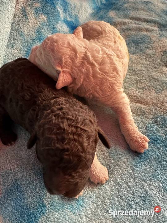 Lagotto Romagnolo ZKwP FCI mazowieckie Żyrardów