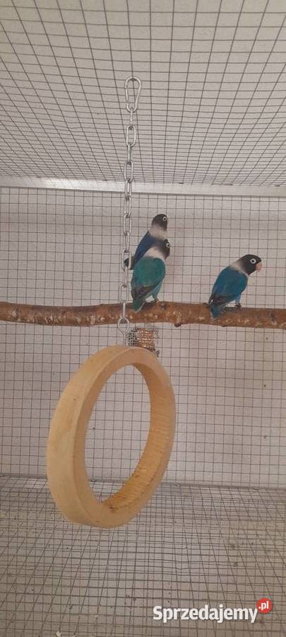 Nierozłączki czarnogłówki Ostrów Wielkopolski