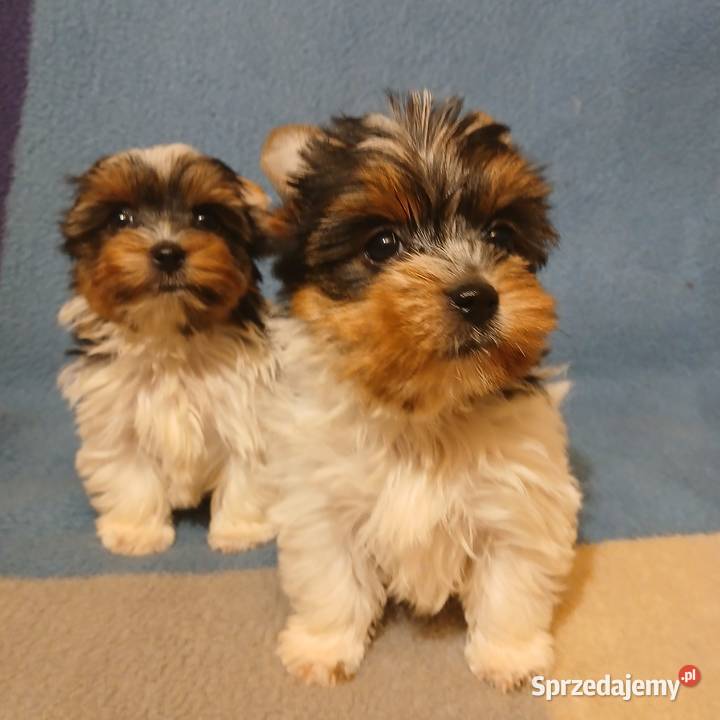 szczeniak york biewer samiec Rzeszów