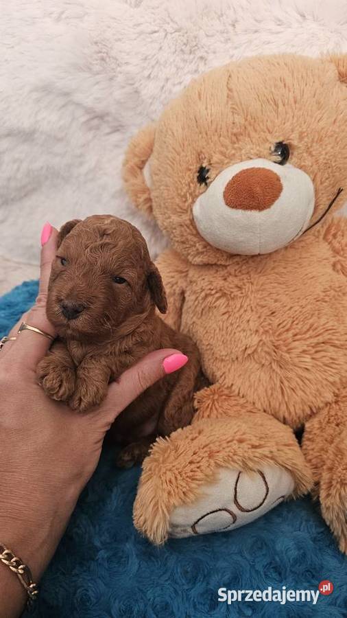 Pudel ToyMiniatura pakiet badań genetycznych Sędziejowice sprzedam