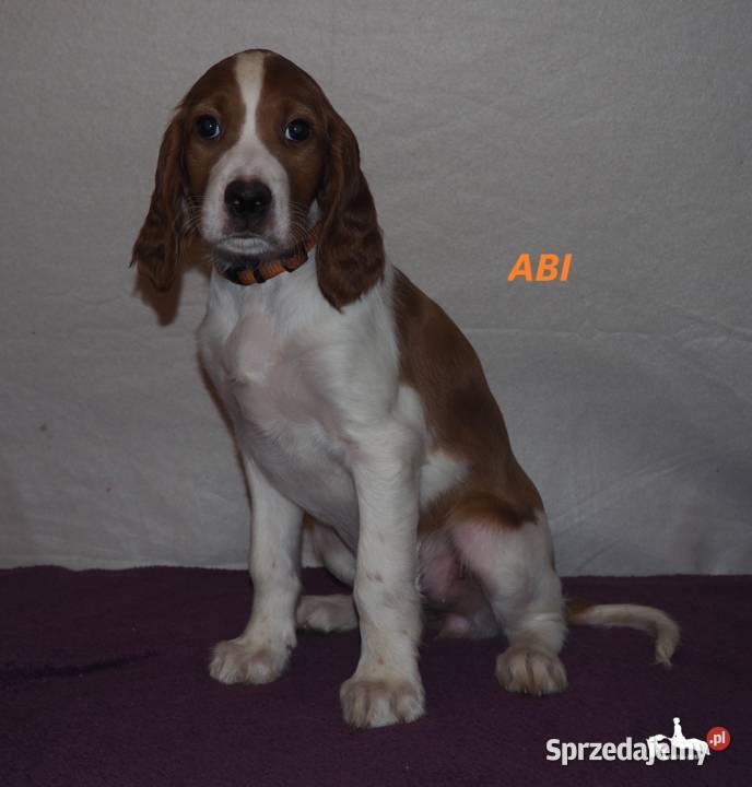 Szczeniaki rasy seter irlandzki czerwonobiały