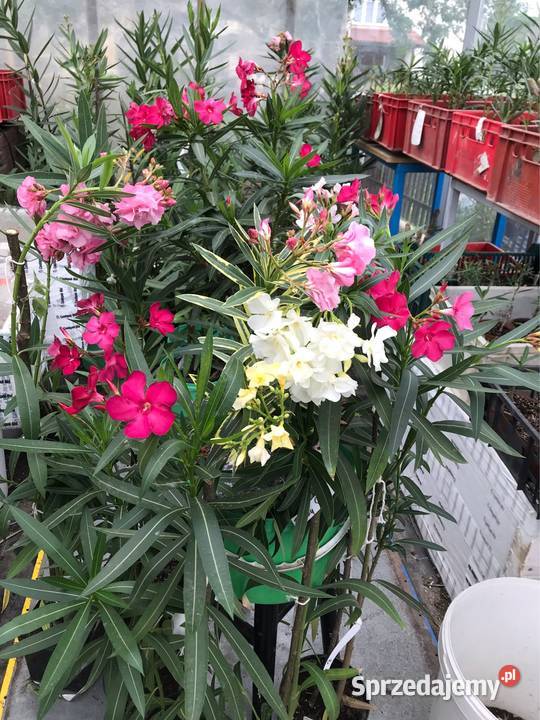 Oleandre kwitnące Rośliny Brzeźnica