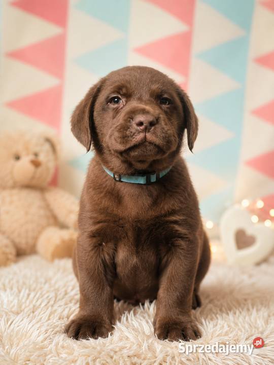 Labrador Retriever suczka 2 ojcu pochodzenia FCI Katowice